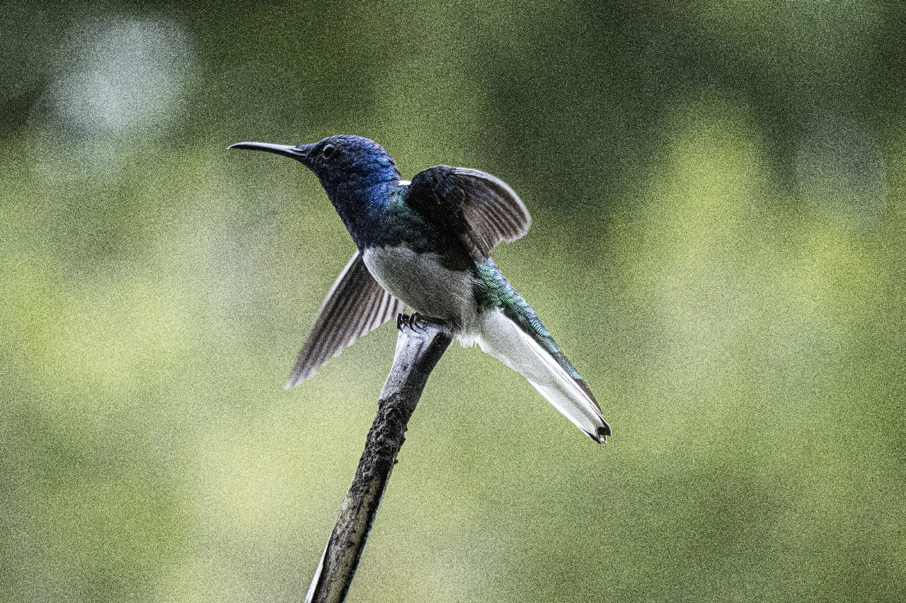 Tours Avistamiento de Aves - La Cerbatana - Calima Darién