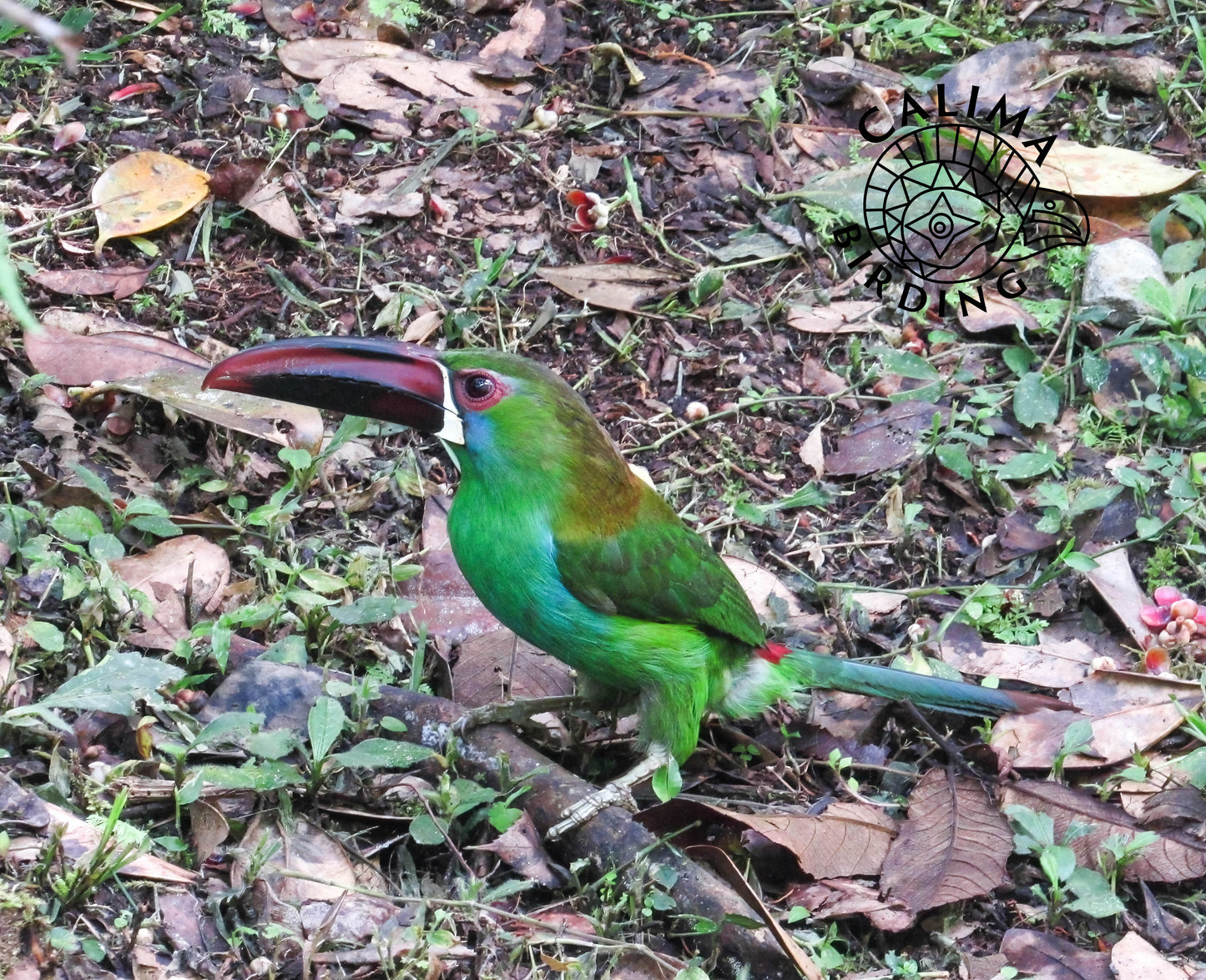 Tours Avistamiento de Aves - Río Bravo - Calima Darién